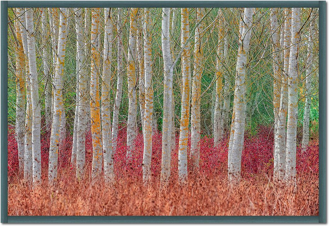 Birch forest von Jure Kravanja