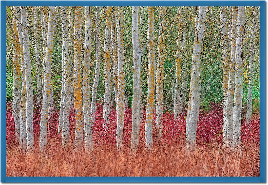 Birch forest von Jure Kravanja