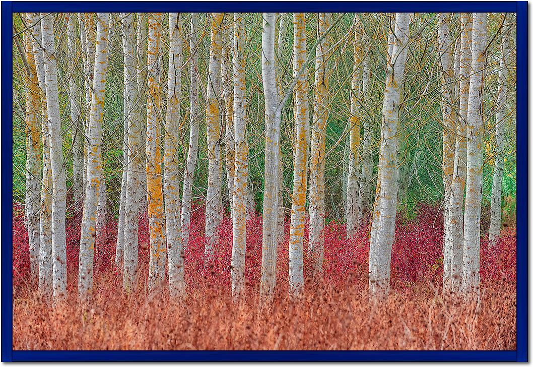 Birch forest von Jure Kravanja