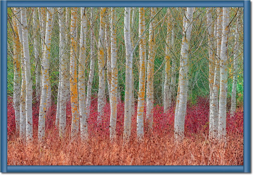 Birch forest von Jure Kravanja