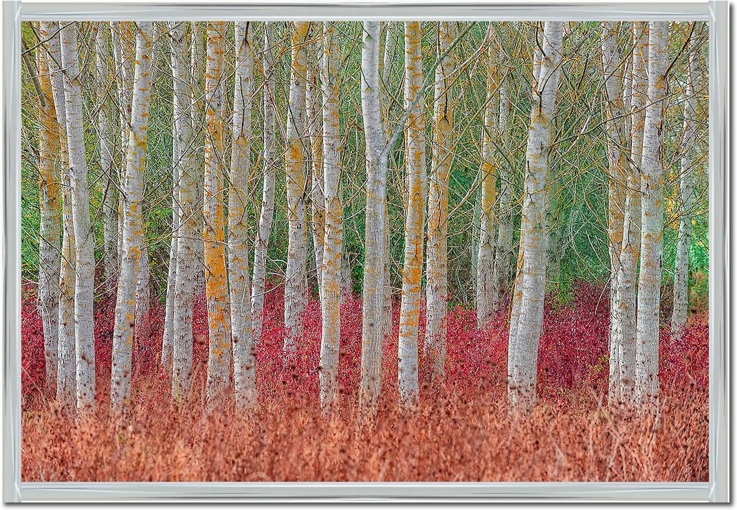 Birch forest von Jure Kravanja