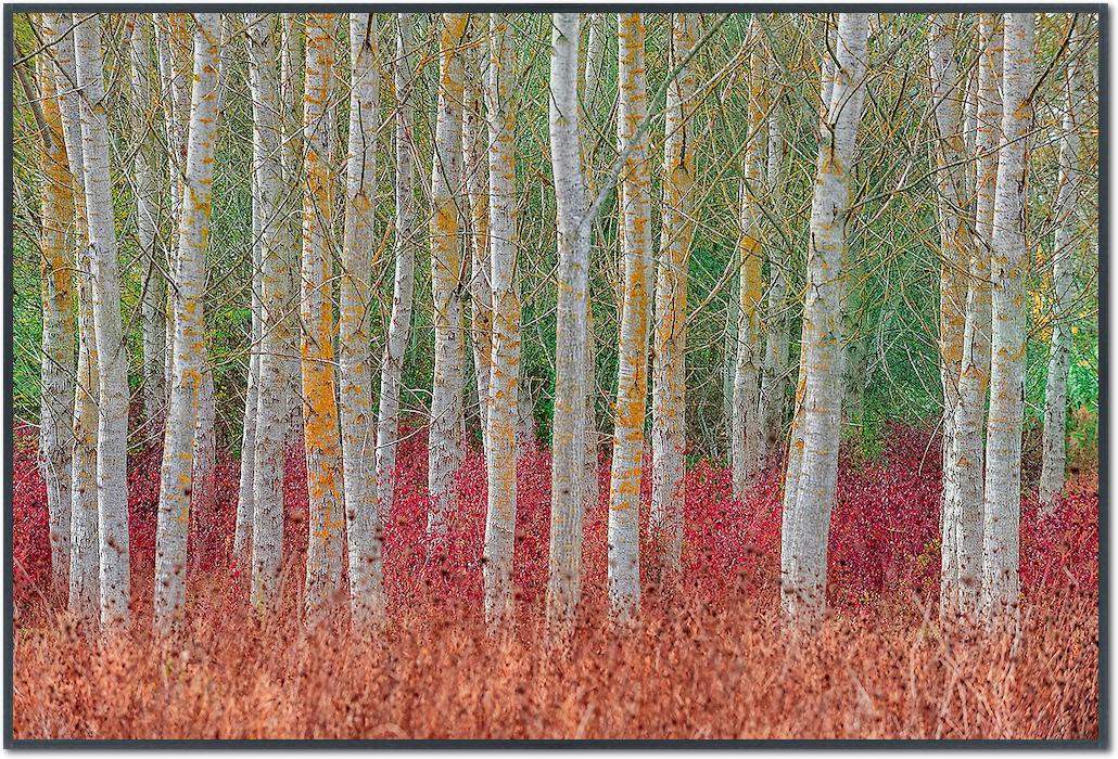 Birch forest von Jure Kravanja