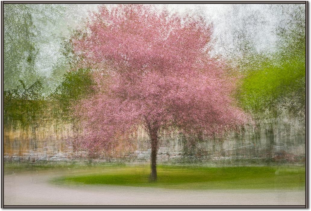 Japanese Cherry Tree in Eskil's Park von Arne Ostlund