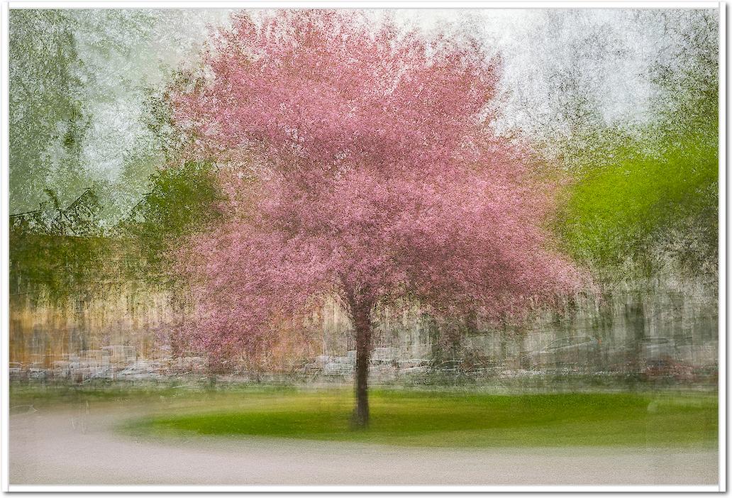 Japanese Cherry Tree in Eskil's Park von Arne Ostlund