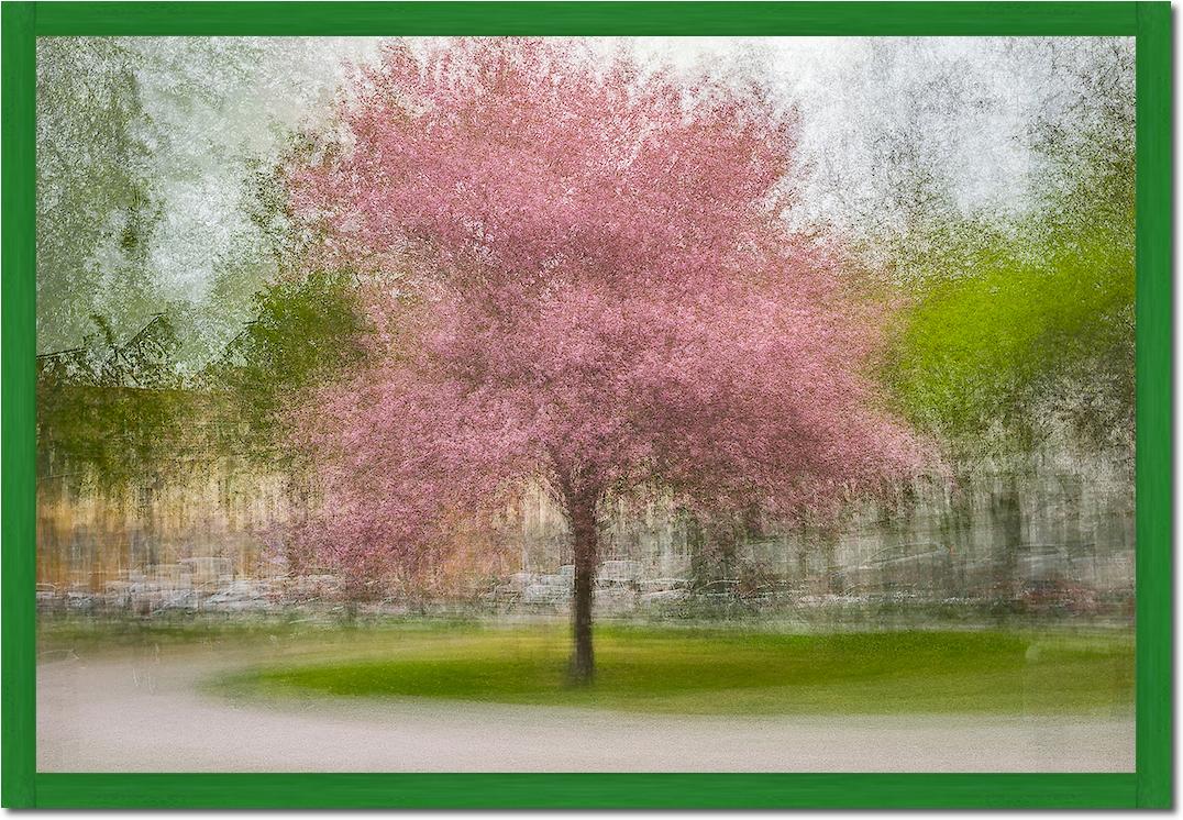 Japanese Cherry Tree in Eskil's Park von Arne Ostlund