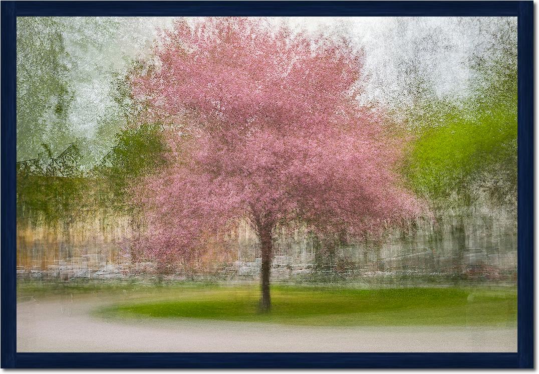 Japanese Cherry Tree in Eskil's Park von Arne Ostlund