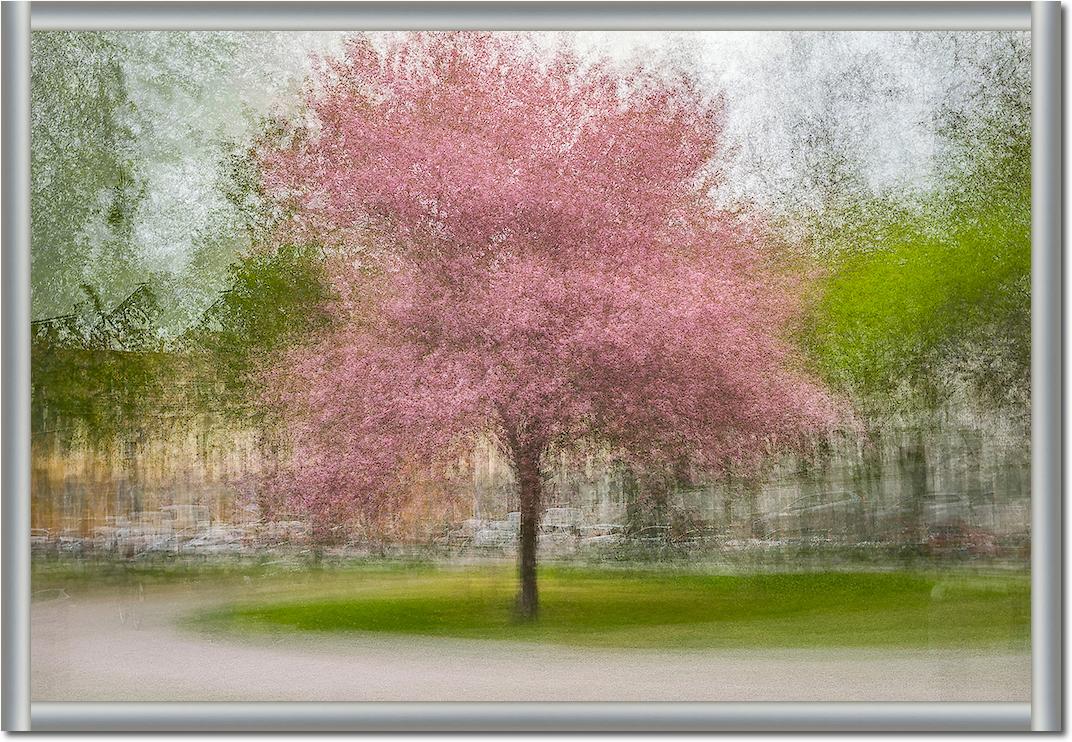 Japanese Cherry Tree in Eskil's Park von Arne Ostlund