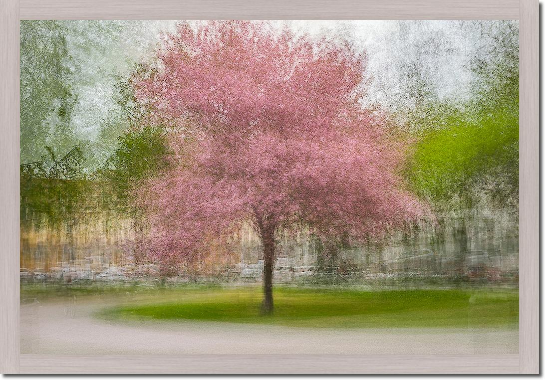 Japanese Cherry Tree in Eskil's Park von Arne Ostlund