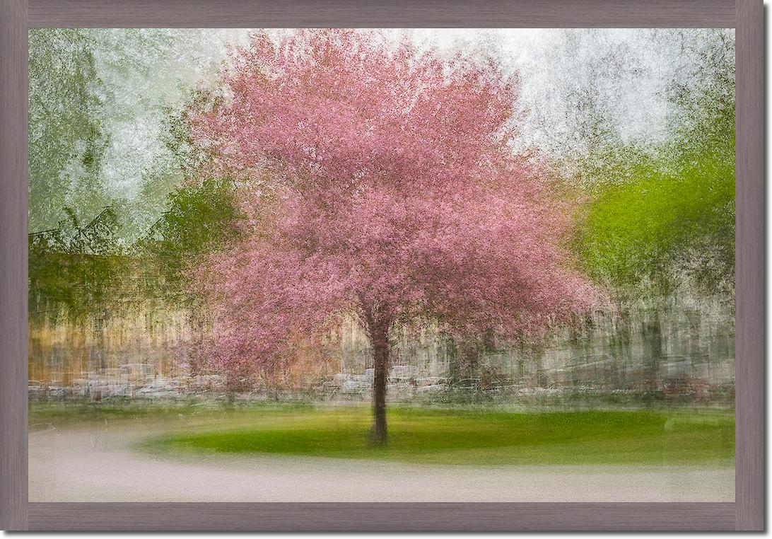 Japanese Cherry Tree in Eskil's Park von Arne Ostlund