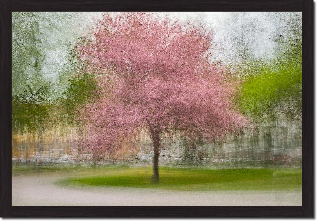 Japanese Cherry Tree in Eskil's Park von Arne Ostlund