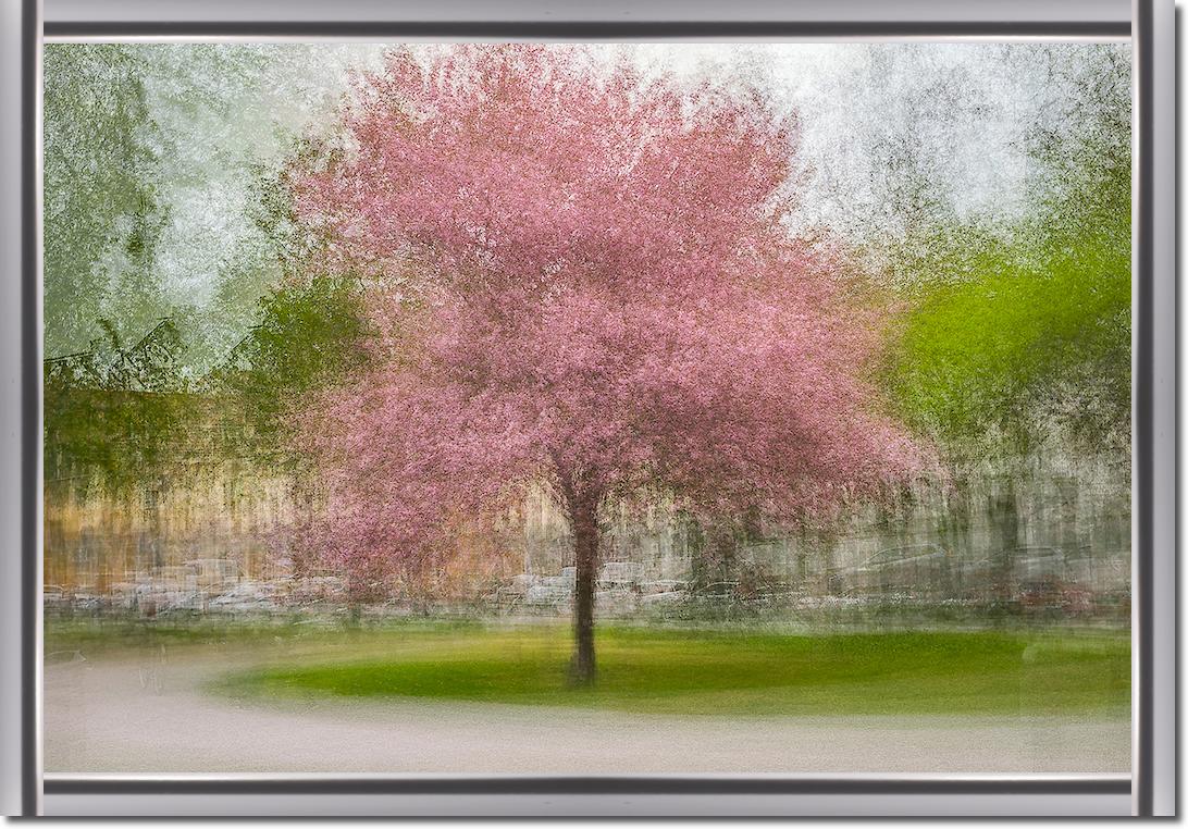 Japanese Cherry Tree in Eskil's Park von Arne Ostlund