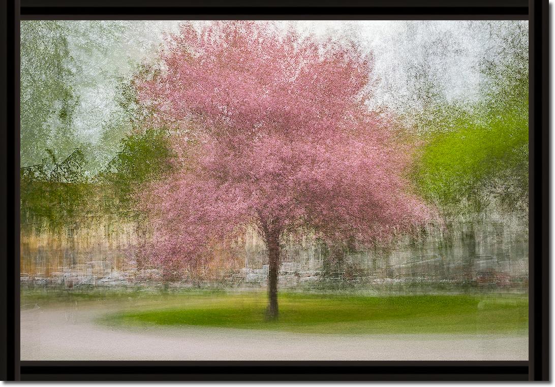 Japanese Cherry Tree in Eskil's Park von Arne Ostlund