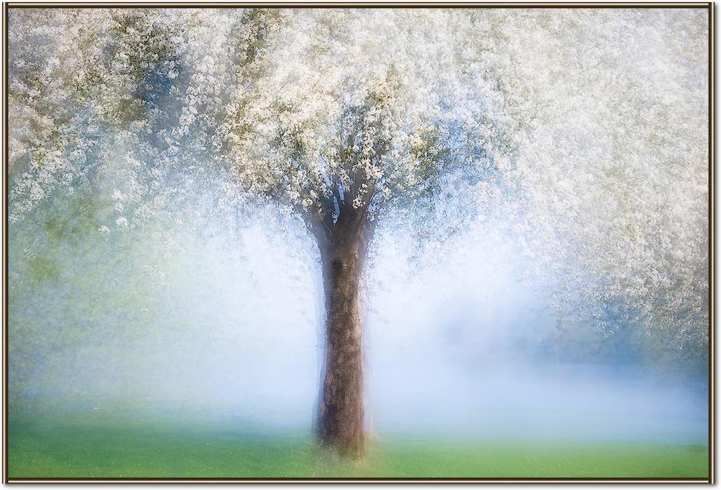 Dreamy spring von Martina Stutz