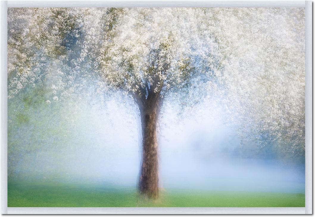 Dreamy spring von Martina Stutz