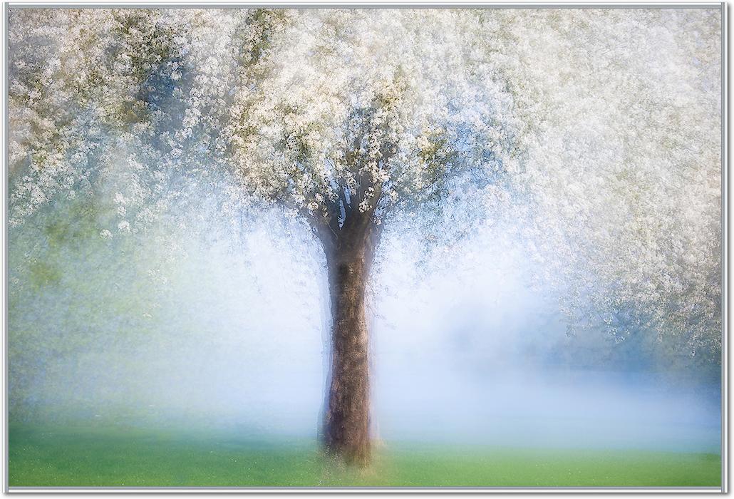 Dreamy spring von Martina Stutz