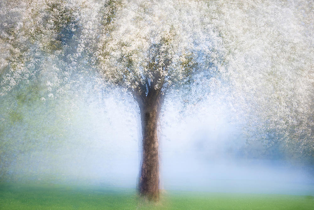 Dreamy spring von Martina Stutz