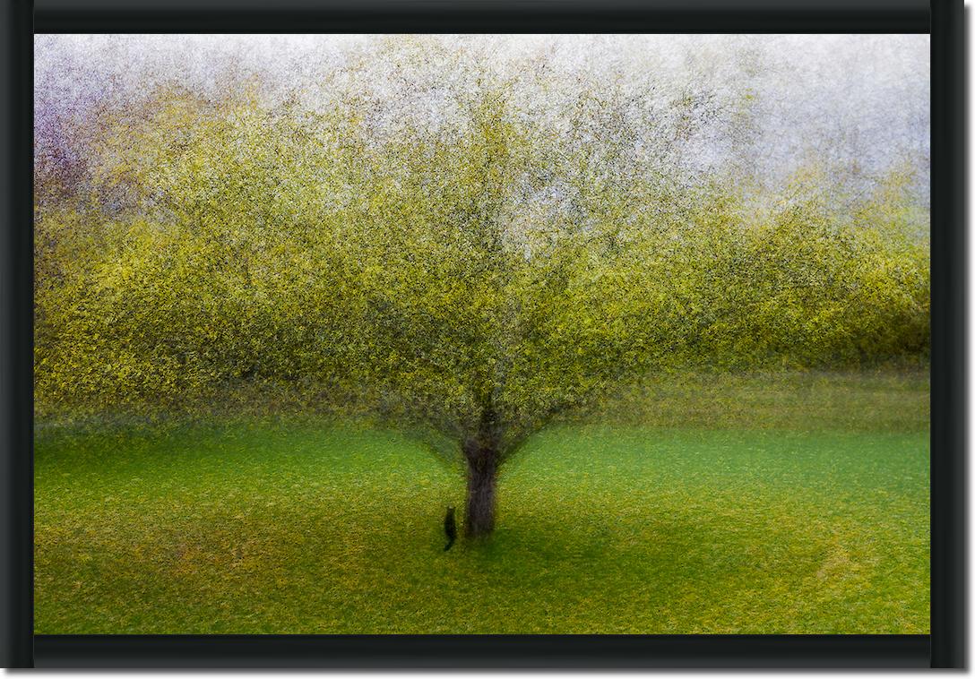 The Cat by the Tree von Arne Ostlund