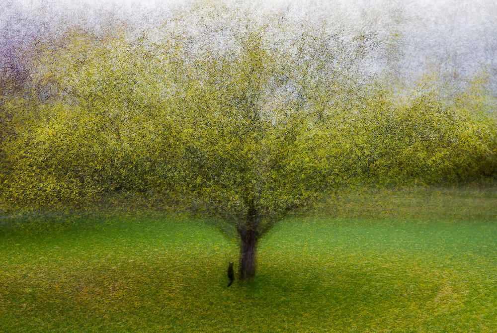 The Cat by the Tree von Arne Ostlund