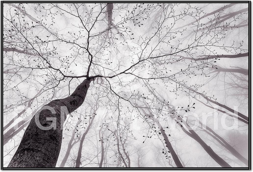 A view of the tree crown von Tom Pavlasek