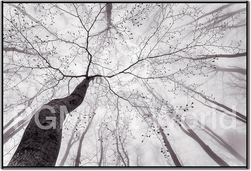 A view of the tree crown von Tom Pavlasek