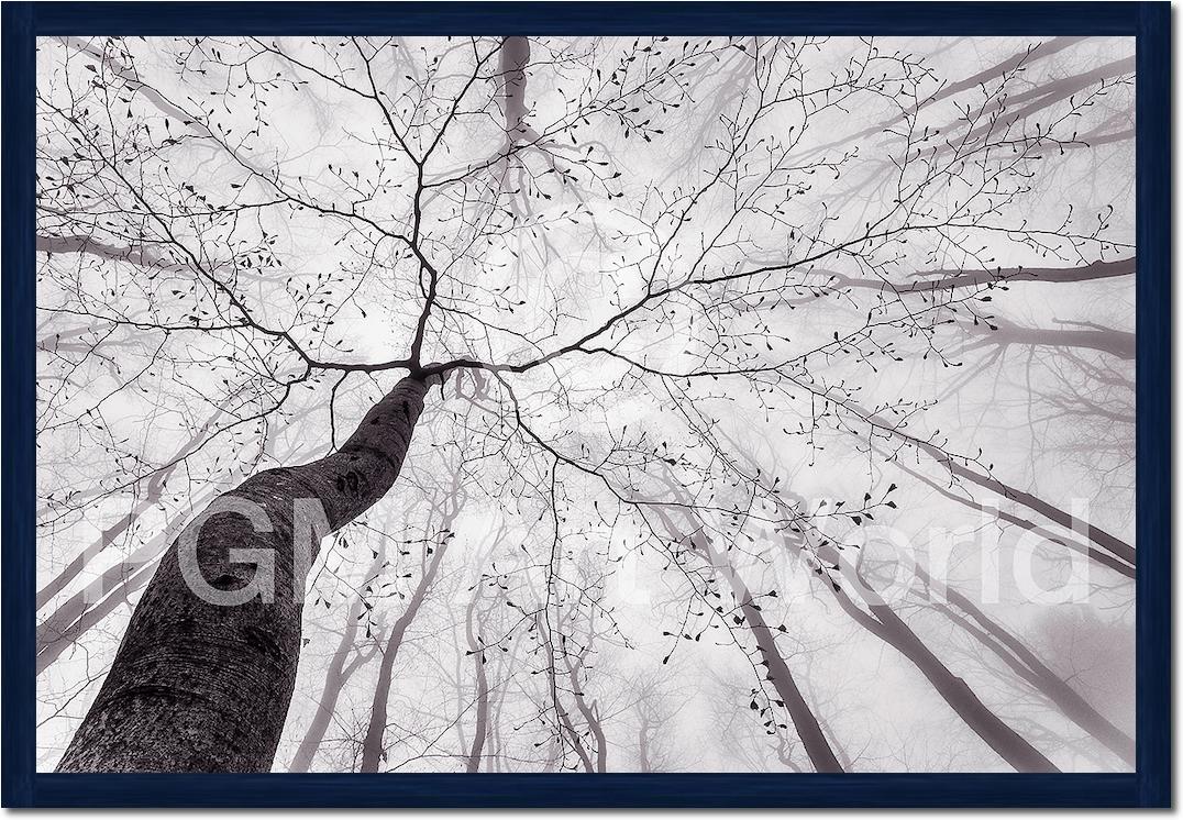 A view of the tree crown von Tom Pavlasek