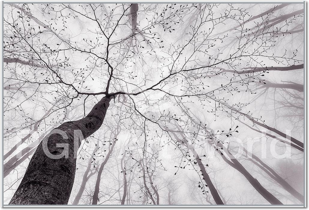 A view of the tree crown von Tom Pavlasek