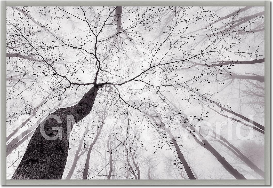 A view of the tree crown von Tom Pavlasek