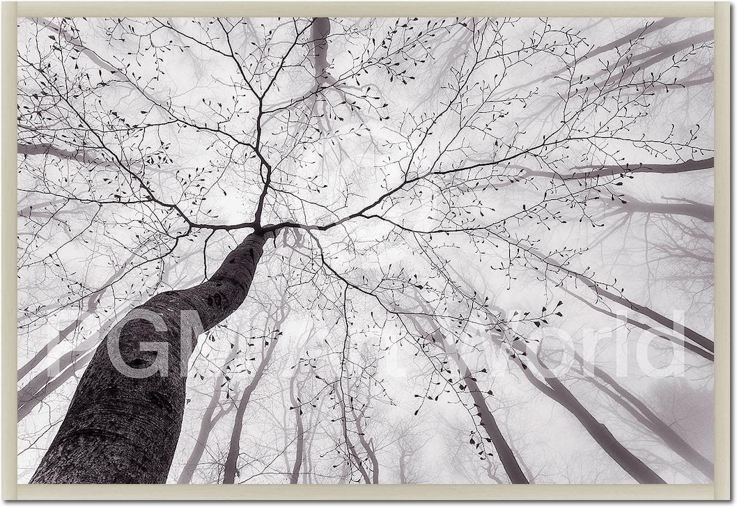 A view of the tree crown von Tom Pavlasek