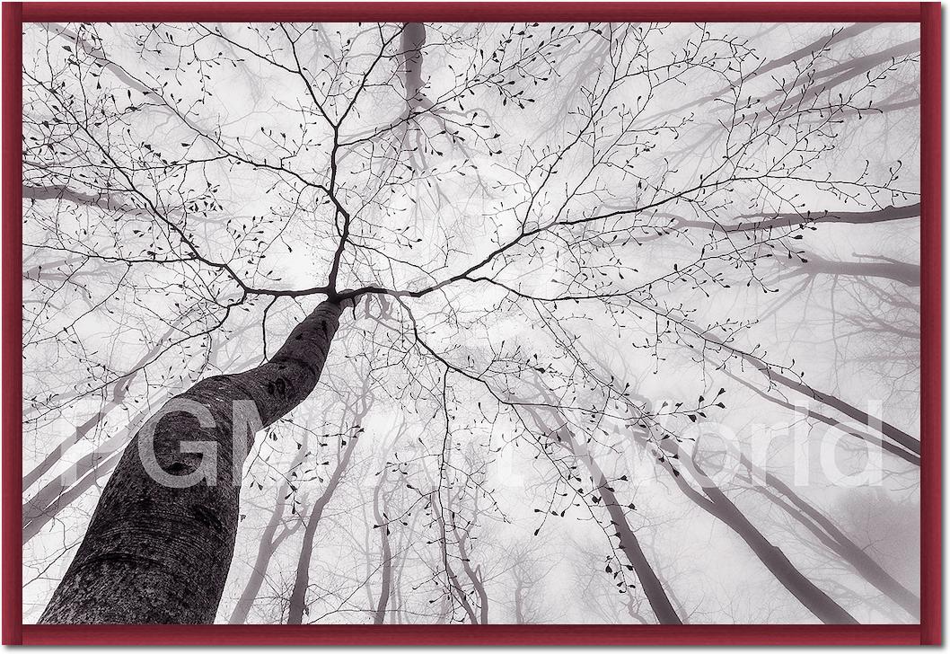 A view of the tree crown von Tom Pavlasek