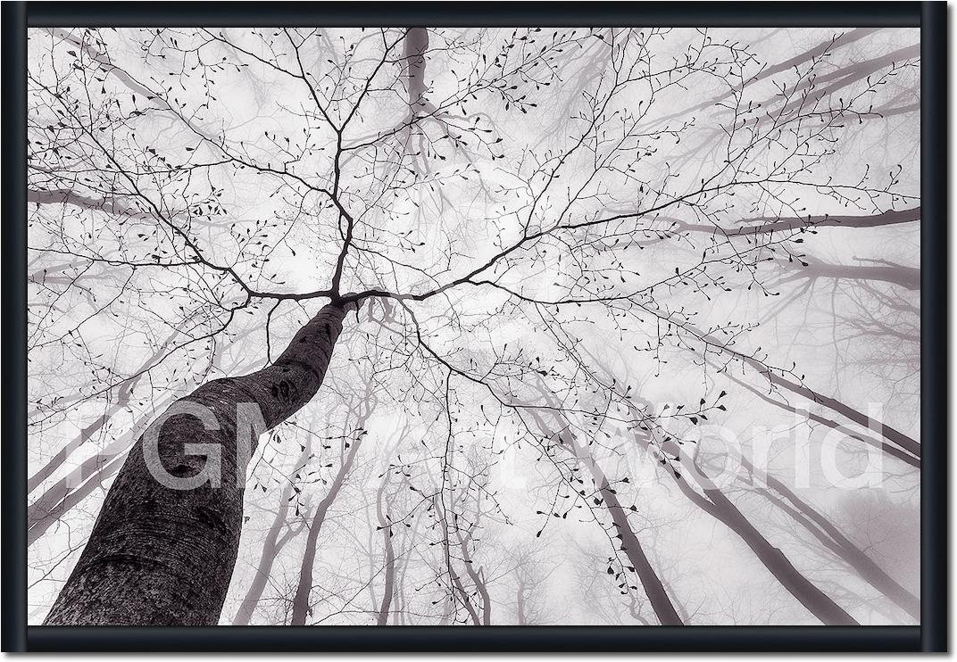 A view of the tree crown von Tom Pavlasek