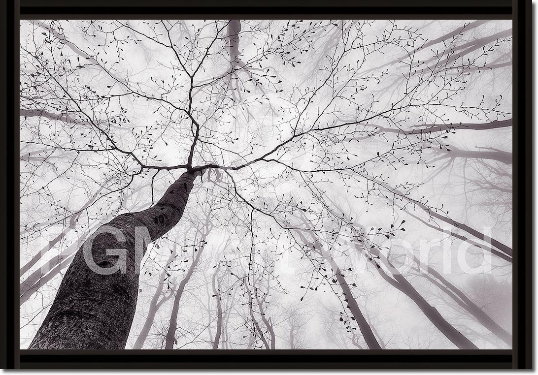 A view of the tree crown von Tom Pavlasek