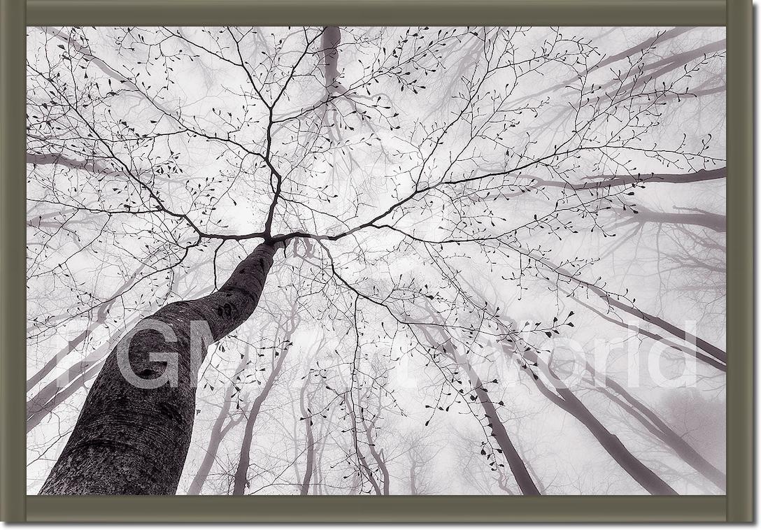 A view of the tree crown von Tom Pavlasek