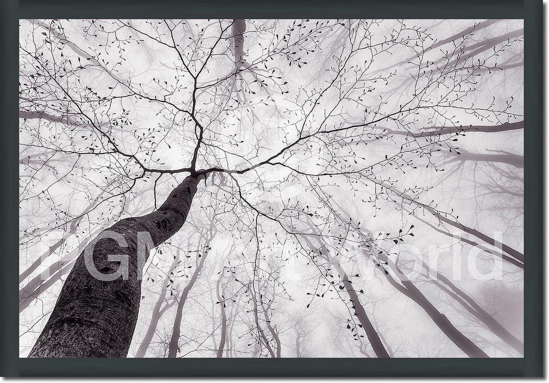 A view of the tree crown von Tom Pavlasek