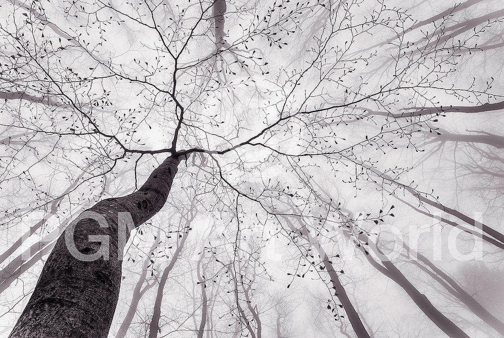 A view of the tree crown von Tom Pavlasek