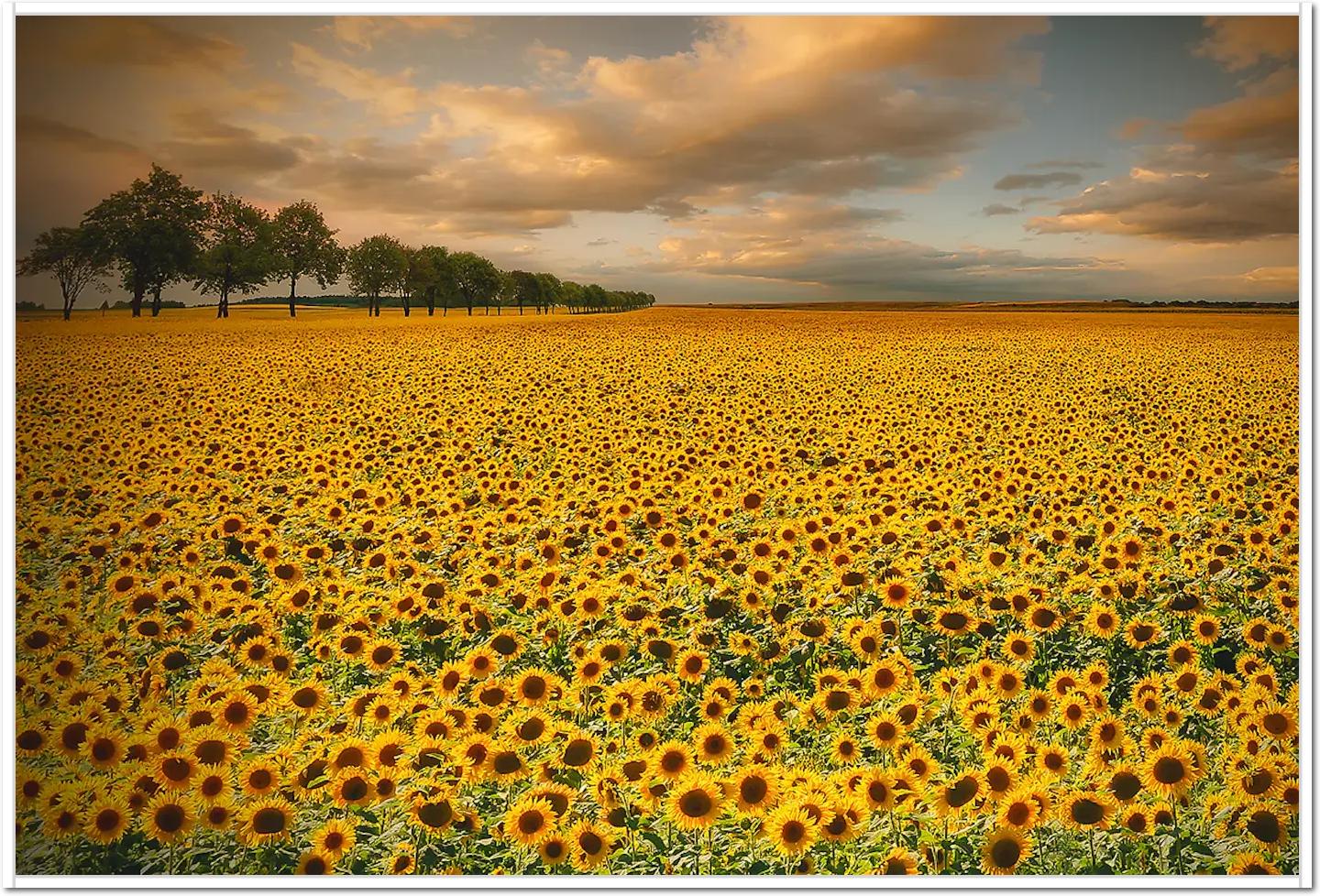 Sunflowers von Piotr Krol (Bax)