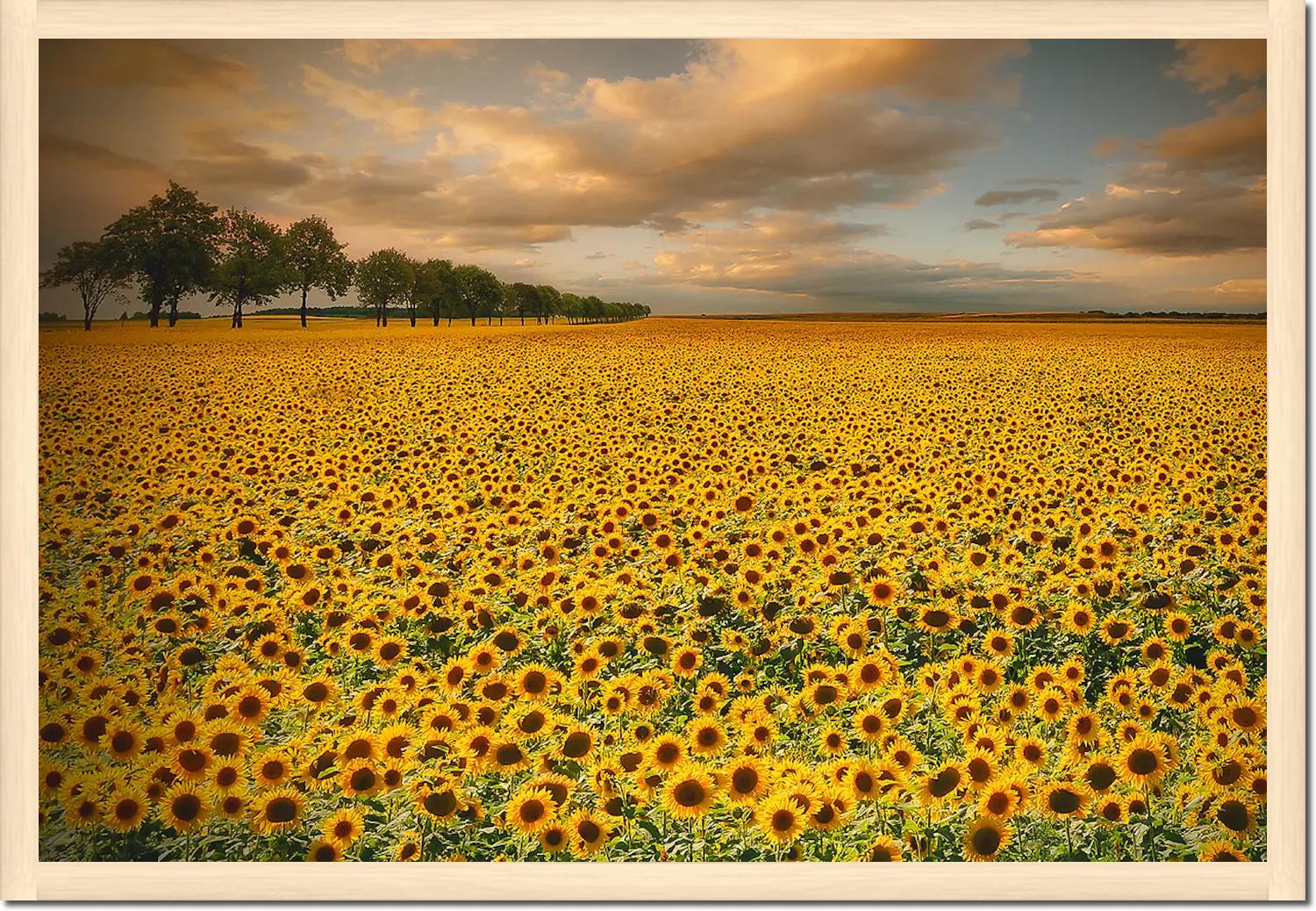 Sunflowers von Piotr Krol (Bax)