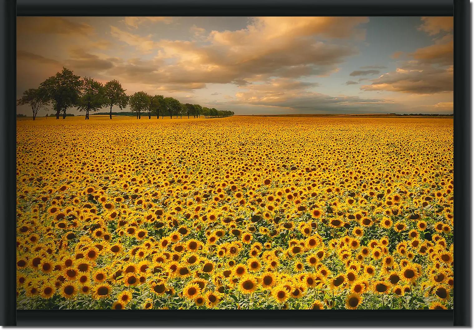 Sunflowers von Piotr Krol (Bax)