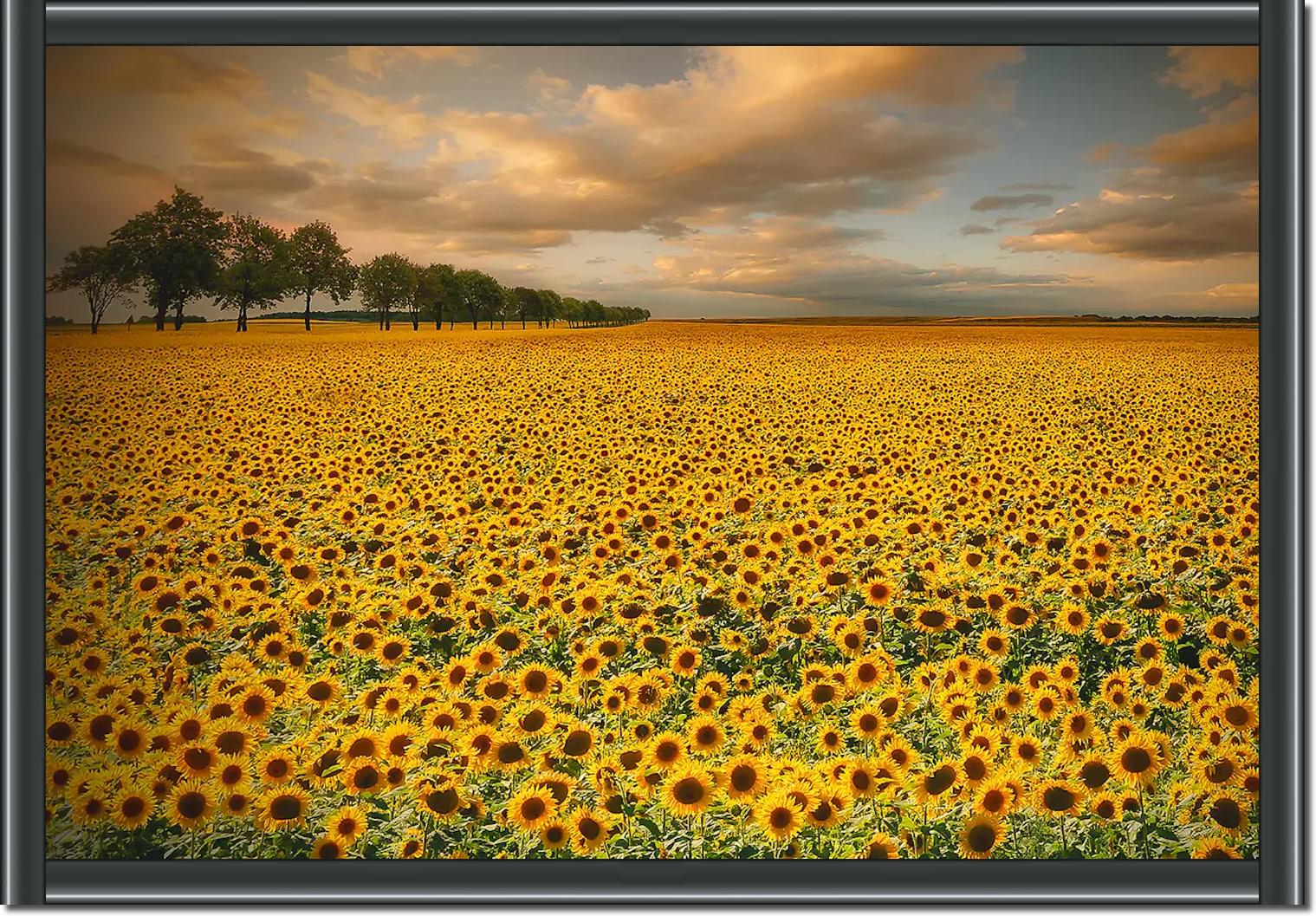 Sunflowers von Piotr Krol (Bax)