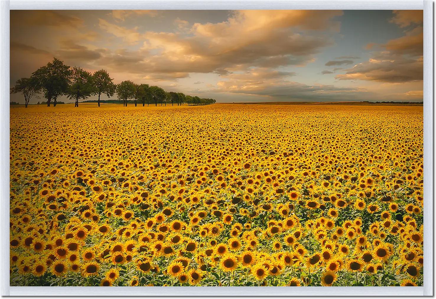 Sunflowers von Piotr Krol (Bax)