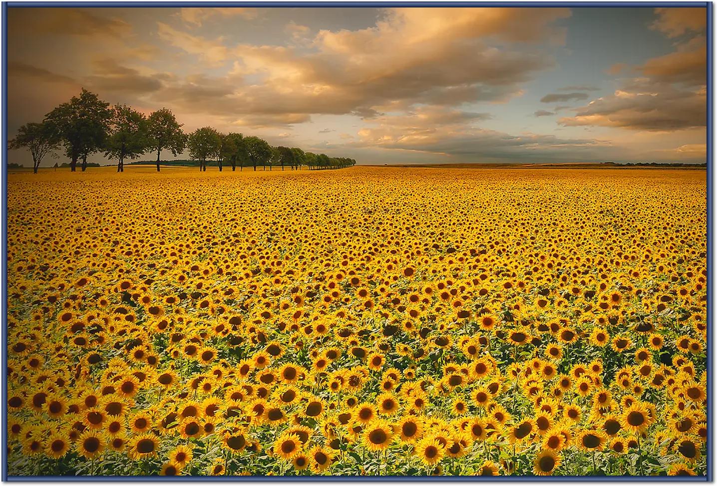 Sunflowers von Piotr Krol (Bax)