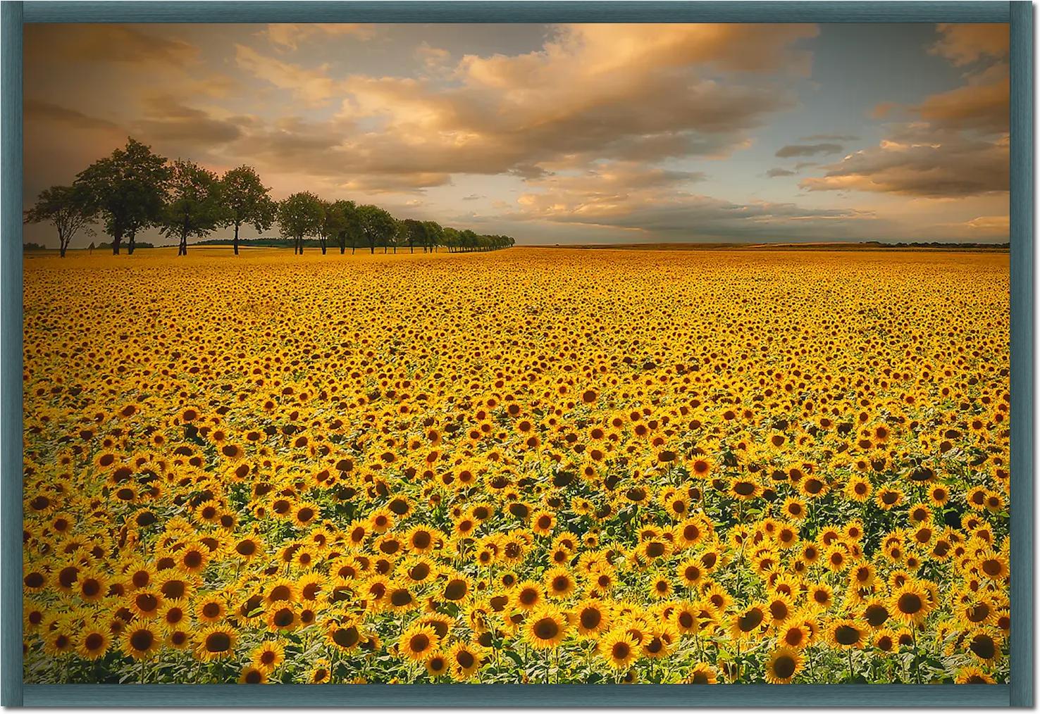 Sunflowers von Piotr Krol (Bax)