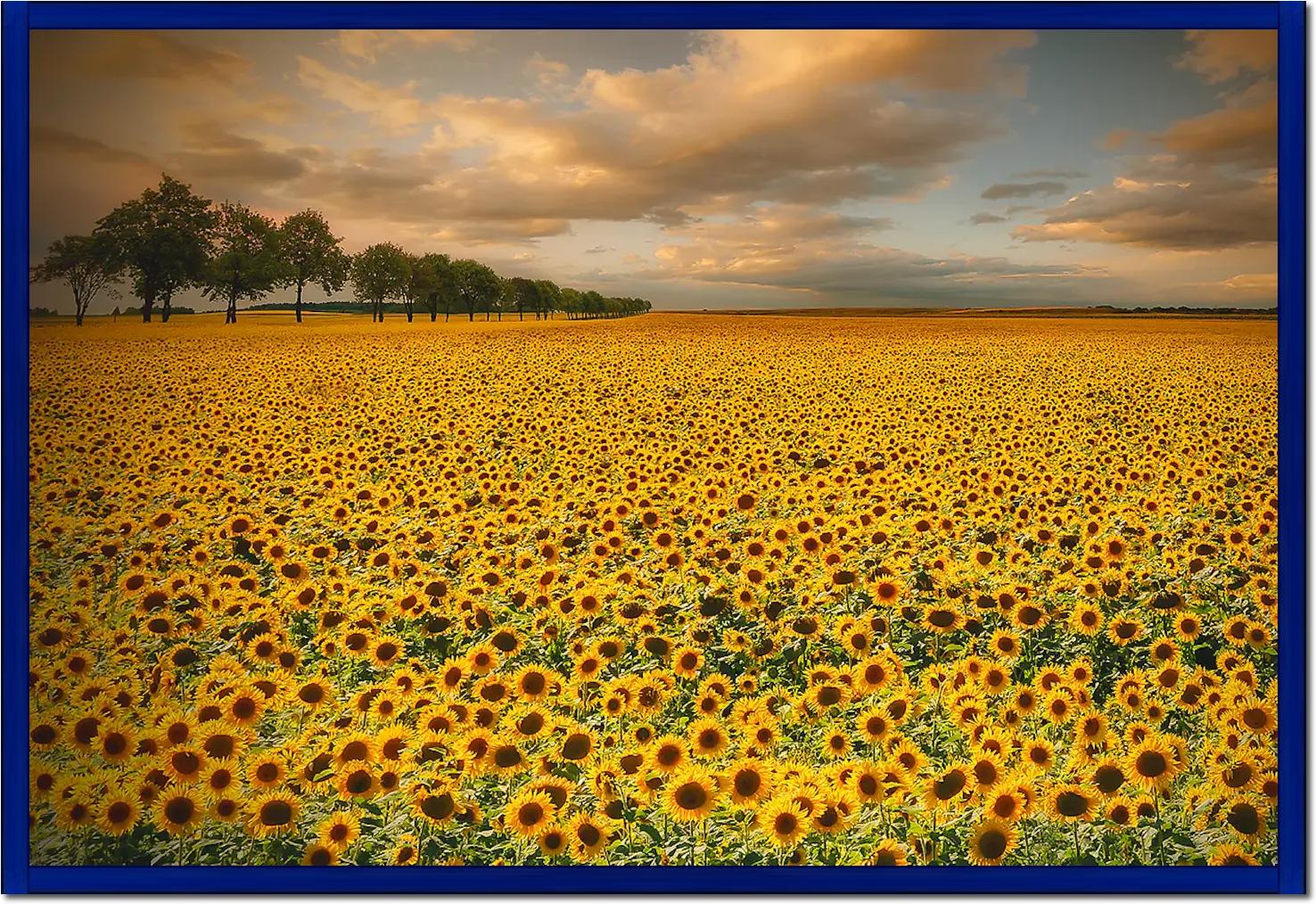 Sunflowers von Piotr Krol (Bax)