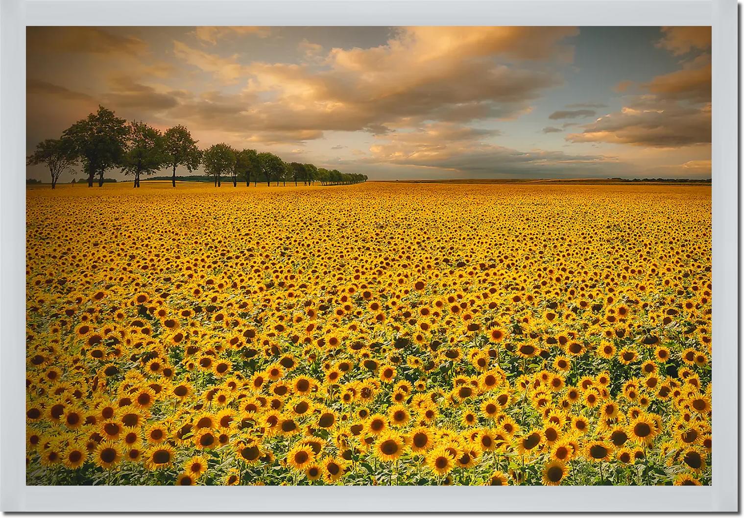 Sunflowers von Piotr Krol (Bax)