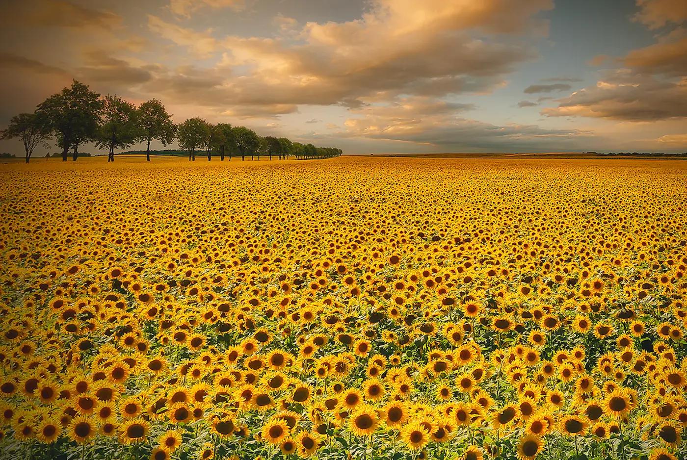 Sunflowers von Piotr Krol (Bax)