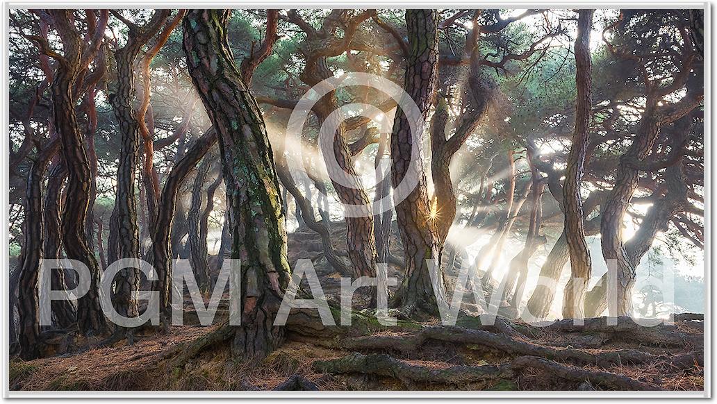 Sacred Pine Trees von Jaeyoun Ryu