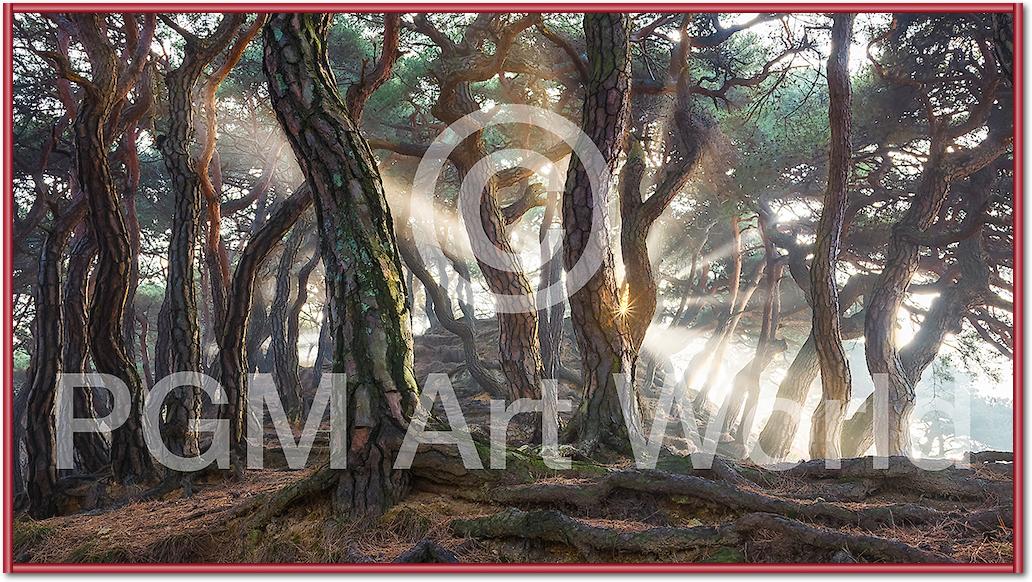 Sacred Pine Trees von Jaeyoun Ryu