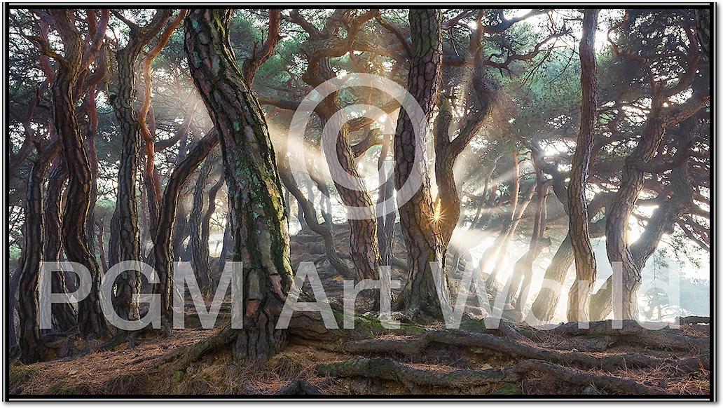 Sacred Pine Trees von Jaeyoun Ryu