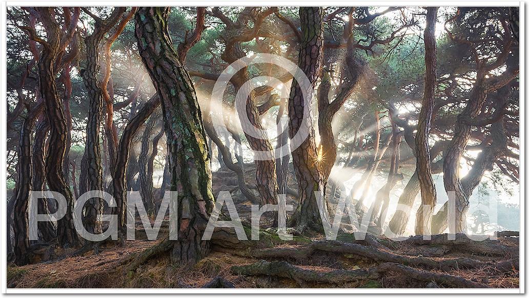 Sacred Pine Trees von Jaeyoun Ryu