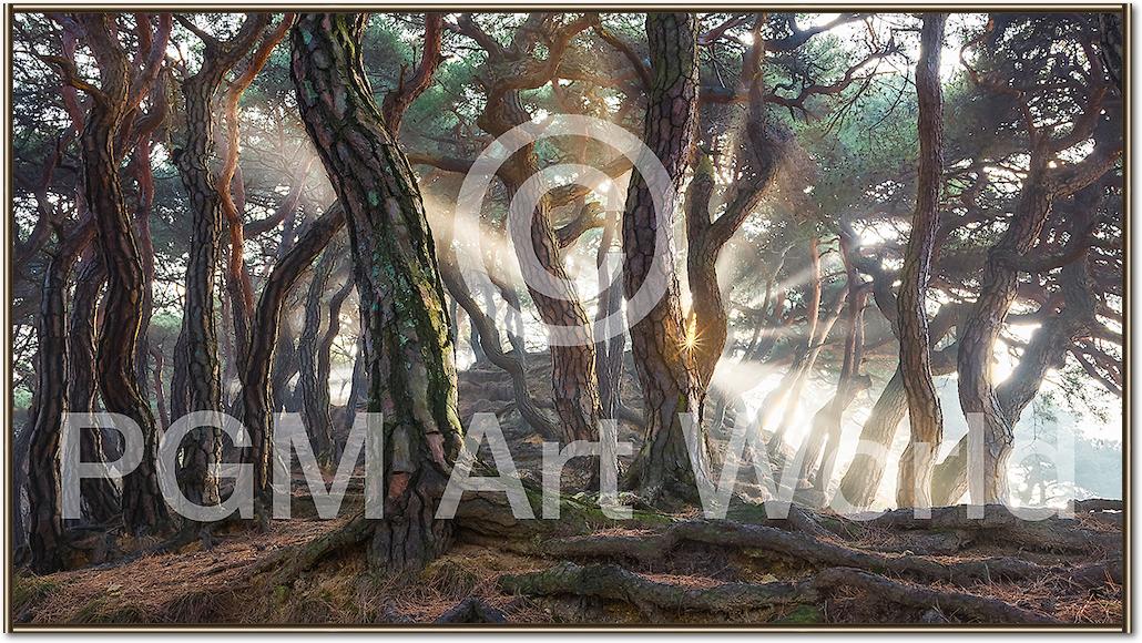 Sacred Pine Trees von Jaeyoun Ryu