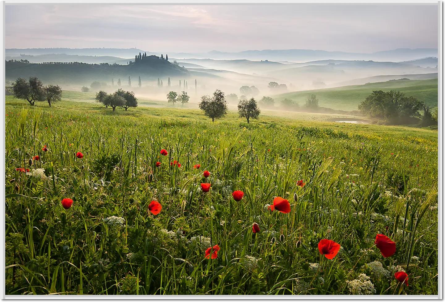 Tuscan spring von Daniel ?e?icha